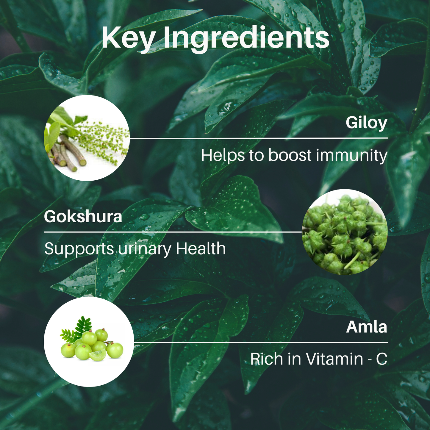 Organic Rasayan Churna (Amrutadi Churna) | COMBINATION OF Guduchi (Giloy), Gokshura, Amla Ayurvedic Powder – For Digestion & Immunity Booster