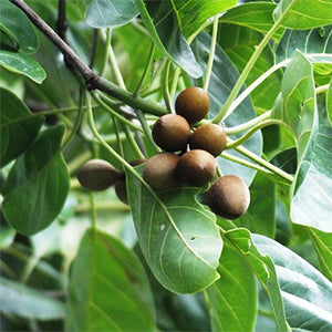 Pathyadi Kwath (DRY) 100gmNatural Instant Ayurvedic Kashay - May Support Head Wellness and Sinus Health - Ayurvedic Herbal Medicine for Shiro Rog