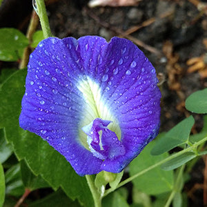 Sankhpushpi Powder 100gm | Enhances Cognitive Functions and Memory | Riddhish Herbals