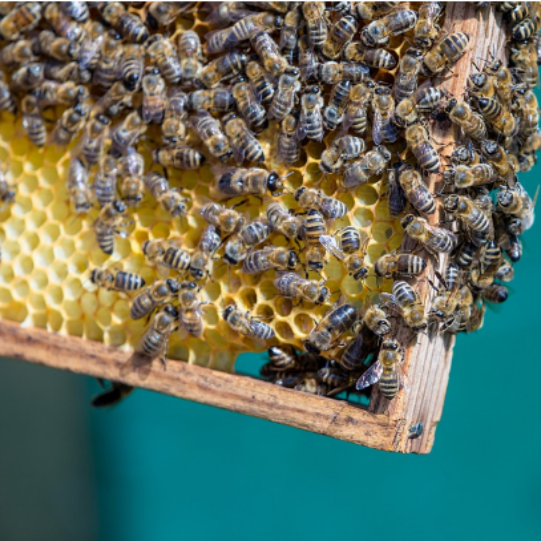 Raw Unprocessed Organic Honey Combo Gift Pack | Natural Honey Gift Pack | Gift for Corporates , Friends and Family