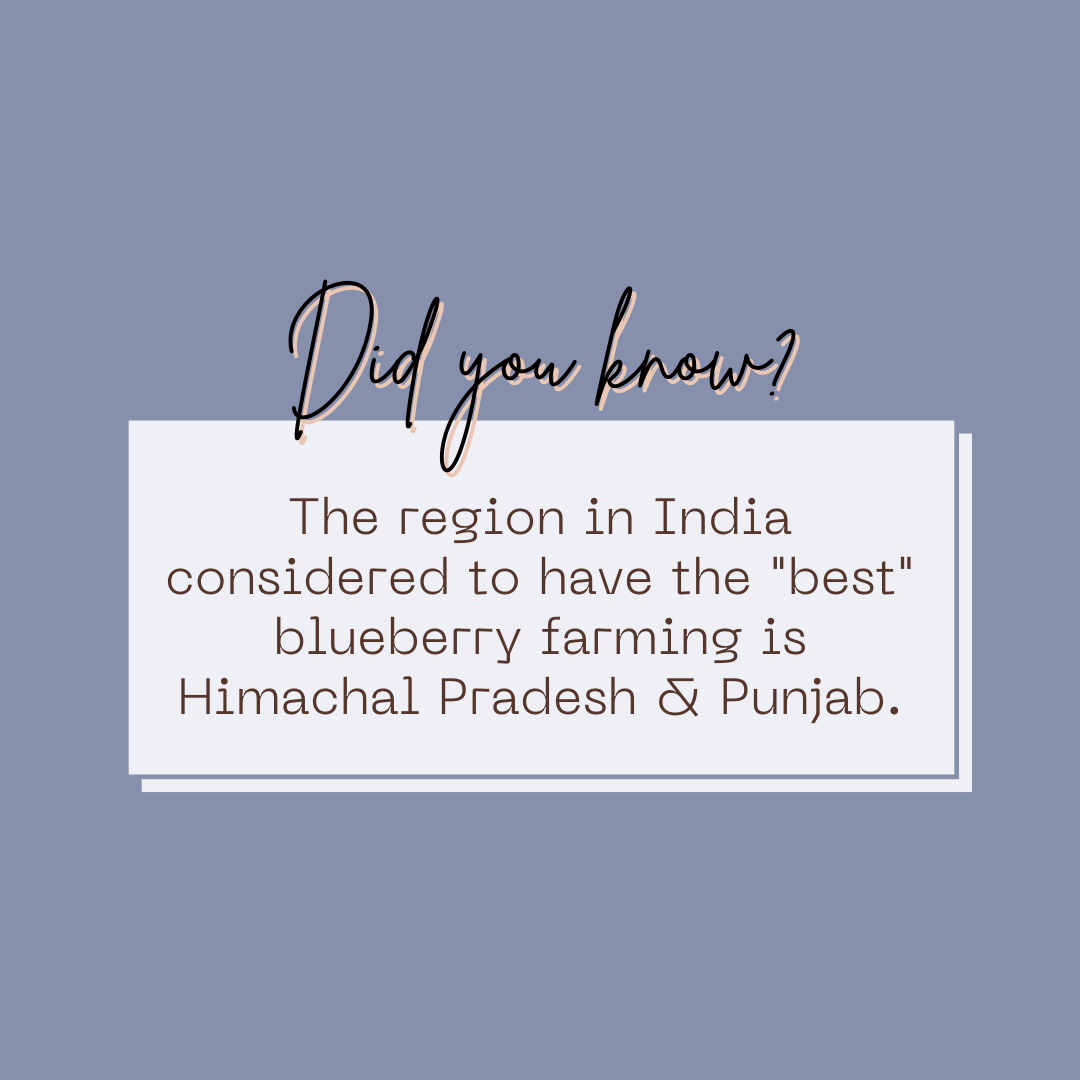 Berry Organic Raw Honey | Natural and Unprocessed | Punjab Region