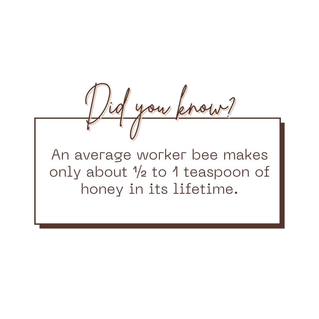 Raw Unprocessed Organic Honey Combo Gift Pack | Natural Honey Gift Pack | Gift for Corporates , Friends and Family