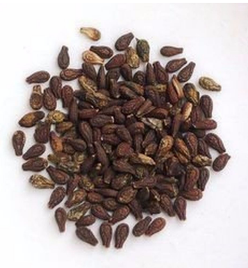 SHIVLING SEED BHUVNESWARI 10 GM : A Natural Approach to Fertility Support 🌱