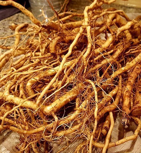 KAPAS MUL CHURNA 100G | Gossypium herbaceum Root