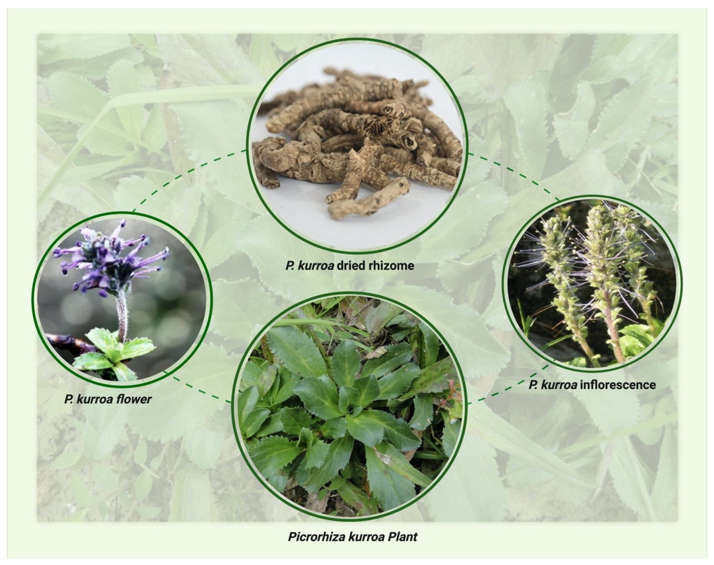 Kadu / Kutki / Katuki Churna-100 gm | Picrorhiza kurroa – Bitter Herbal Wellness Support | by Riddhish Herbals