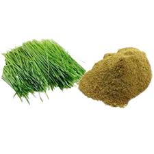 Durva Churna -100GM| Cynodon dactylon – Natural Cooling & Balance Support | by Riddhish Herbals