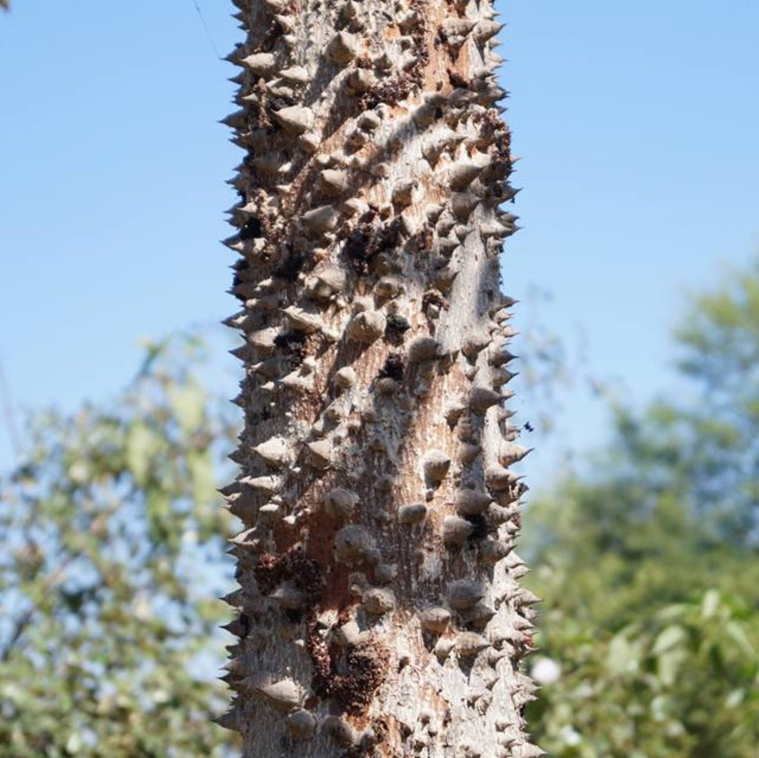 Shalmali (Bombax ceiba / Semal) — Ayurvedic Shalmali Kantak Churna | Riddhish Herbals
