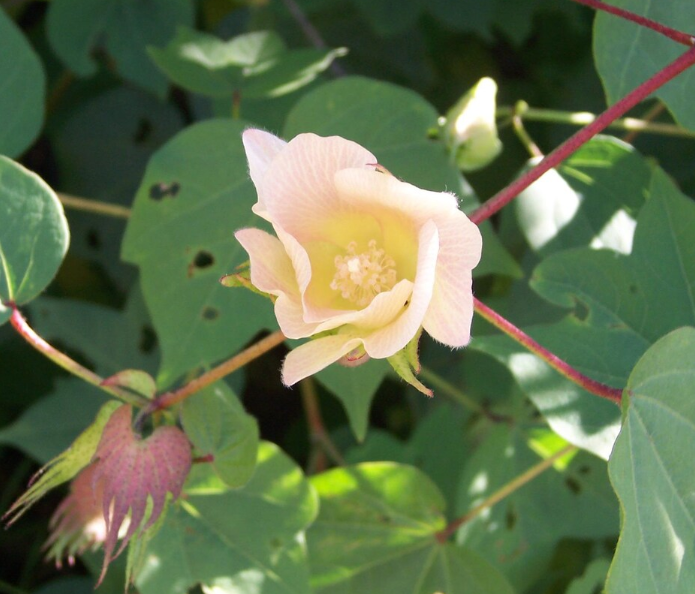 KAPAS MUL CHURNA 100G | Gossypium herbaceum Root