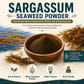 Sargassum seaweed powder for soil conditioning and compost | Riddhish Herbals