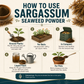 Sargassum (Samudri Shaival) seaweed powder for farm and garden | Riddhish Herbals
