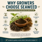 Sargassum wightii brown seaweed powder, raw natural soil input | Riddhish Herbals