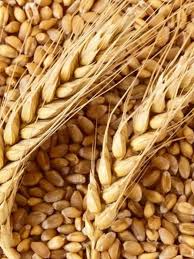 Jav Churna-100GM  | Hordeum vulgare – Daily Ayurvedic Nutrition & Lightness Support | by Riddhish Herbals