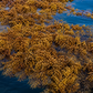 Raw Sargassum brown seaweed (Sargassum wightii), dried whole — soil & plant bio-stimulant | Riddhish Herbals