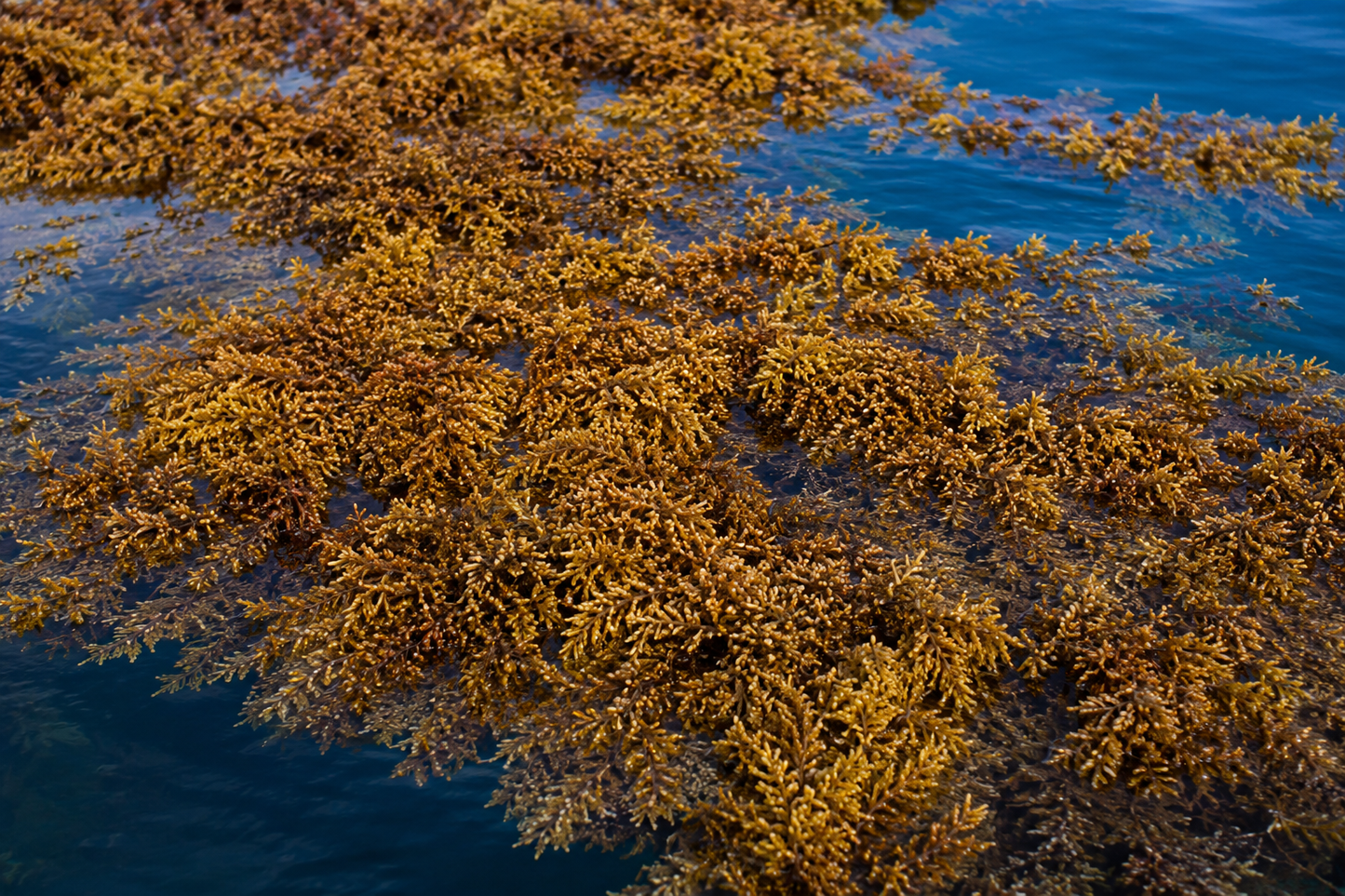 Raw Sargassum brown seaweed (Sargassum wightii), dried whole — soil & plant bio-stimulant | Riddhish Herbals