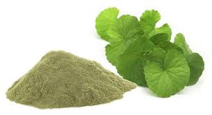 BRAHMI CHURNA-100GM | Bacopa monnieri – Natural Mind & Memory Support | by Riddhish Herbals 🌿